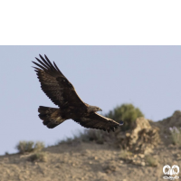 گونه عقاب طلایی Golden Eagle